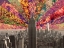 Picture of FLOWERS OF NEW YORK