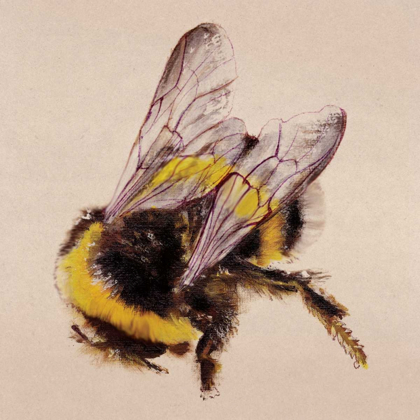 Picture of BEE