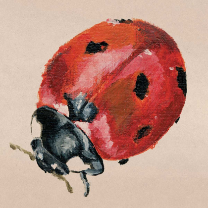 Picture of LADYBIRD