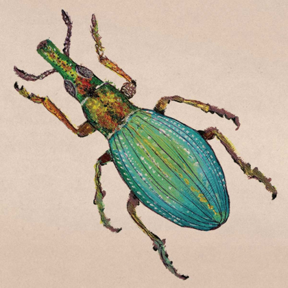 Picture of WEEVIL