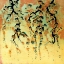 Picture of NUTHATCH ON BLOSSOM