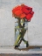 Picture of RANUNCULUS