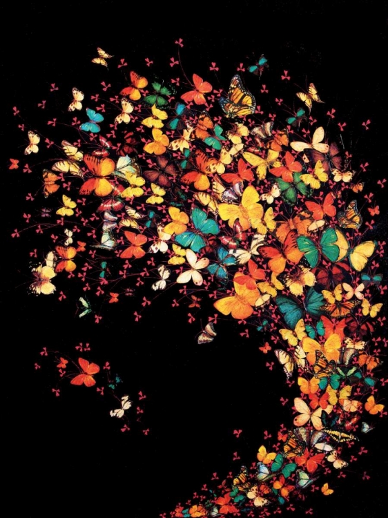 Picture of BUTTERFLIES ON BLACK