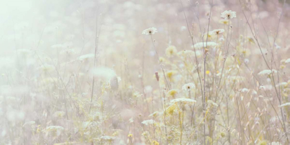 Picture of SUMMER MEADOW