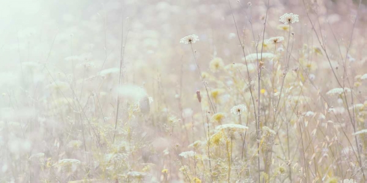 Picture of SUMMER MEADOW