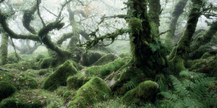 Picture of WISTMANS WOOD, DARTMOOR