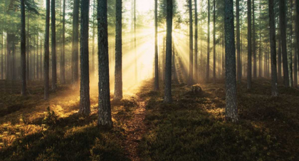 Picture of SUNLIGHT THROUGH TREES