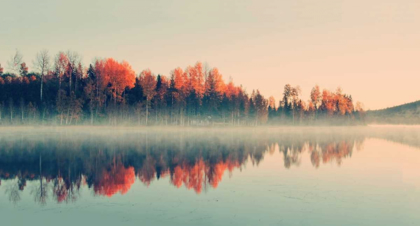 Picture of FOREST REFLECTIONS