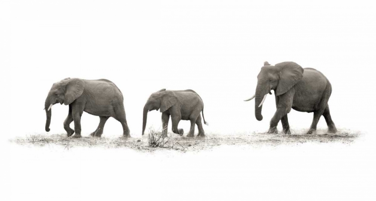 Picture of THE ELEPHANTS
