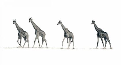 Picture of THE GIRAFFES