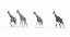 Picture of THE GIRAFFES