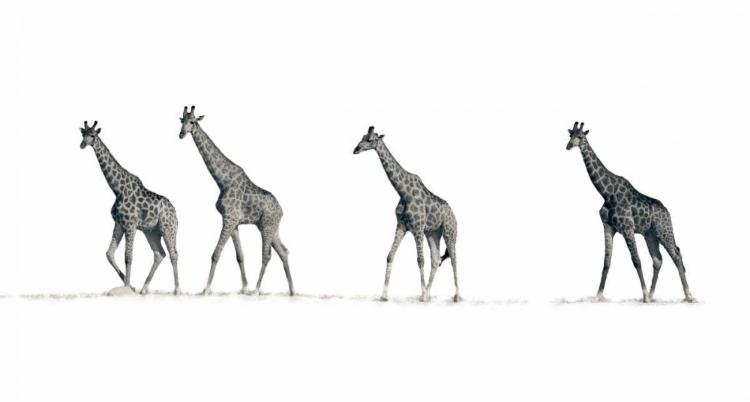 Picture of THE GIRAFFES