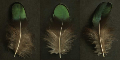 Picture of GREEN PEACOCK FEATHER TRIPTYCH