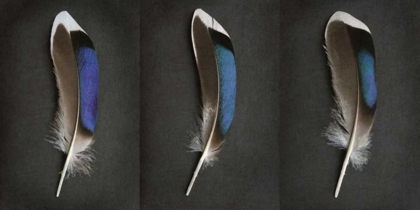Picture of SAPPHIRE MALLARD FEATHER TRIPTYCH