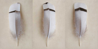 Picture of EGYPTIAN GOOSE FEATHER TRIPTYCH