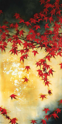 Picture of JAPANESE MAPLE