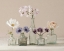 Picture of FLOWER COLLECTION II