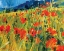 Picture of SOUTH DOWNS POPPIES