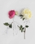Picture of PINK AND WHITE ROSES