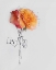 Picture of ORANGE ROSE