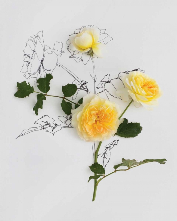 Picture of YELLOW ROSES