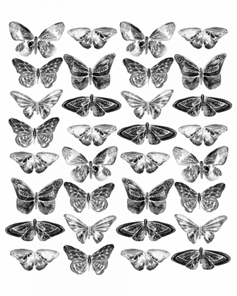 Picture of BUTTERFLIES