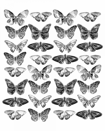 Picture of BUTTERFLIES