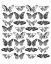 Picture of BUTTERFLIES