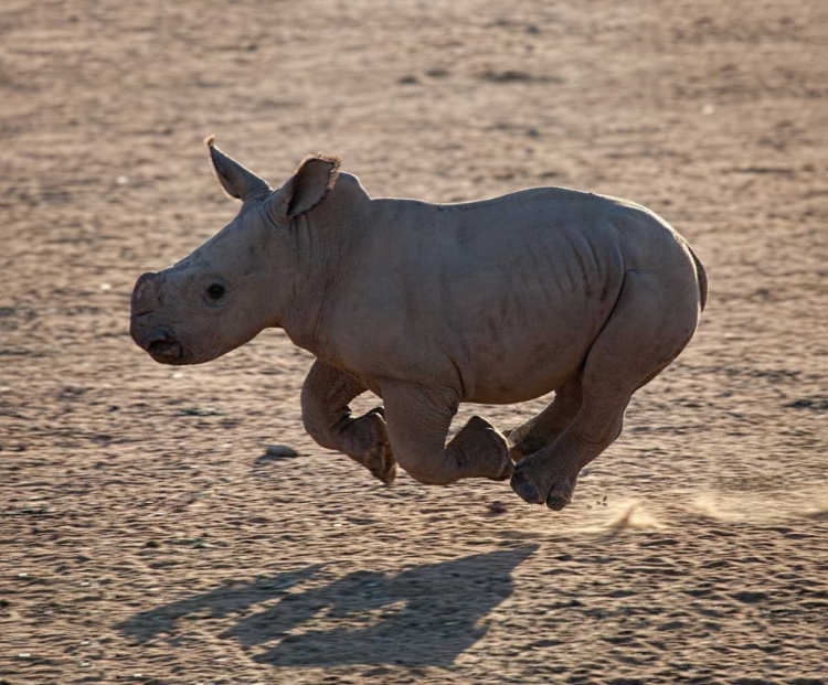 Picture of RHINO RUN