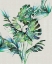 Picture of MONSTERA LEAVES