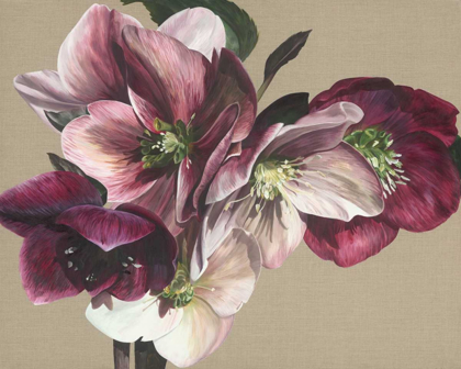 Picture of HELLEBORE IV