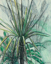 Picture of YUCCA