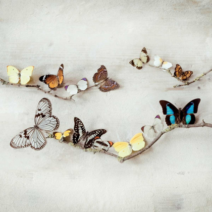 Picture of ARRAY OF BUTTERFLIES