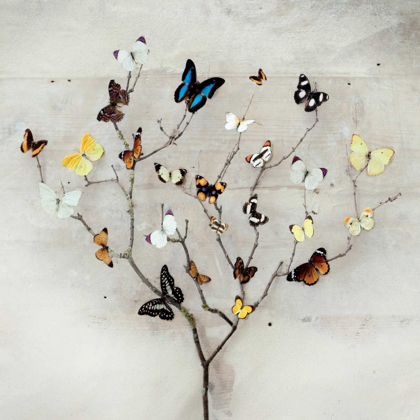 Picture of TREE OF BUTTERFLIES