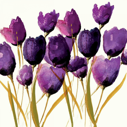 Picture of TULIPS