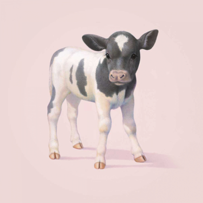 Picture of COW