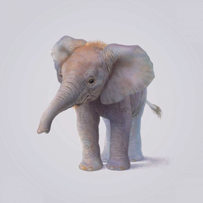 Picture of ELEPHANT