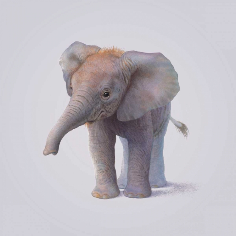 Picture of ELEPHANT