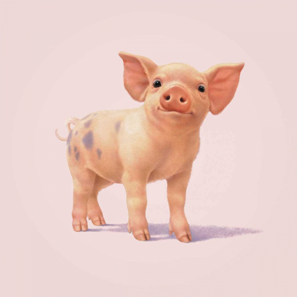 Picture of PIG