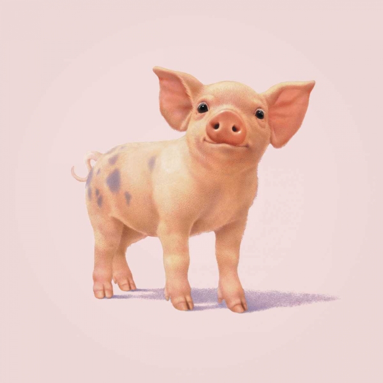 Picture of PIG