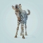 Picture of ZEBRA