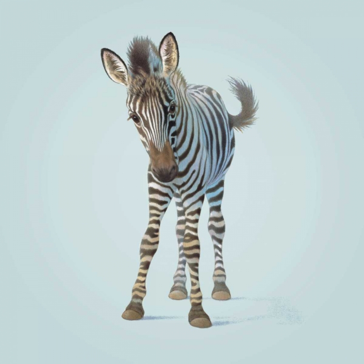 Picture of ZEBRA