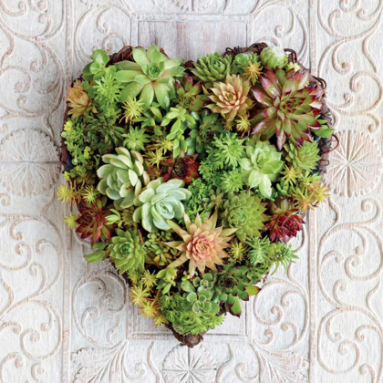 Picture of SUCCULENT HEART