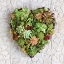 Picture of SUCCULENT HEART