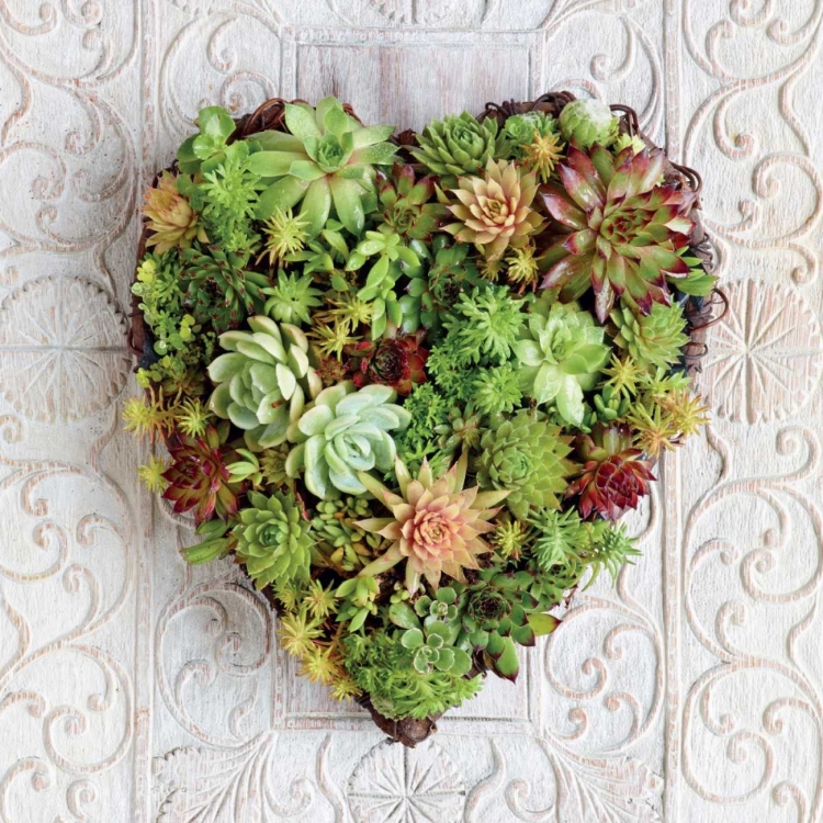 Picture of SUCCULENT HEART