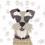 Picture of SCHNAUZER