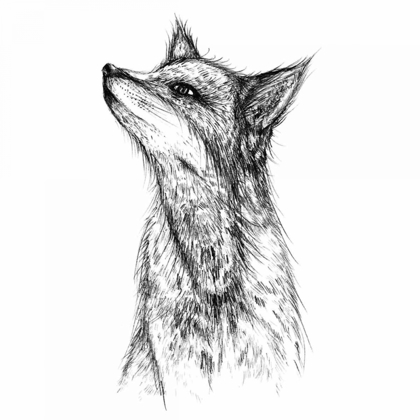 Picture of FOX