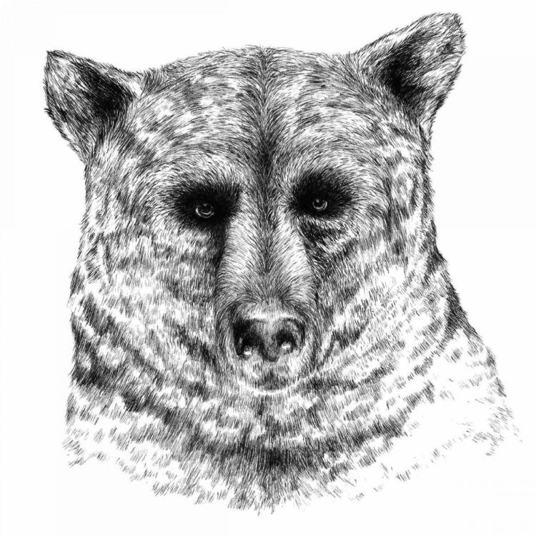 Picture of BEAR