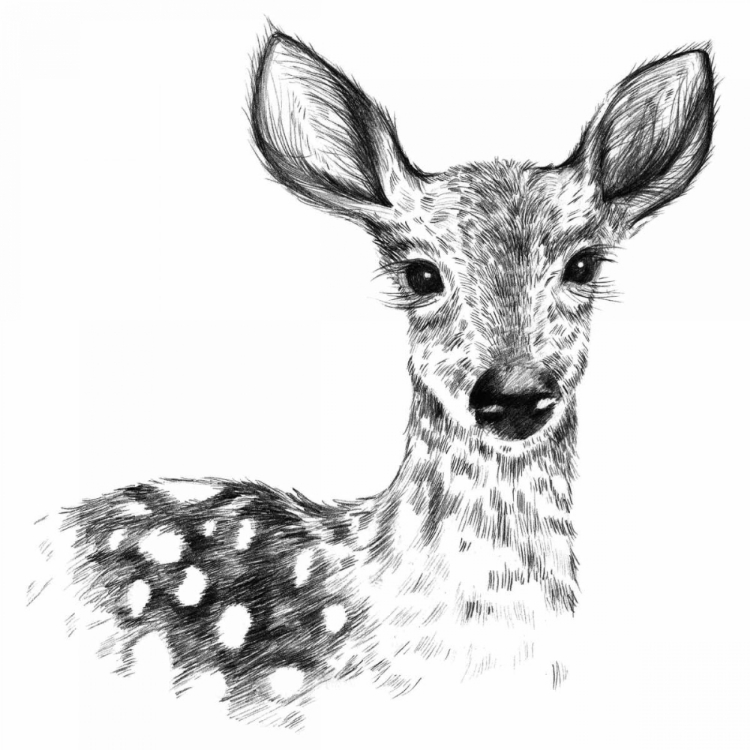 Picture of DEER