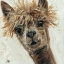 Picture of BAD HAIR DAY